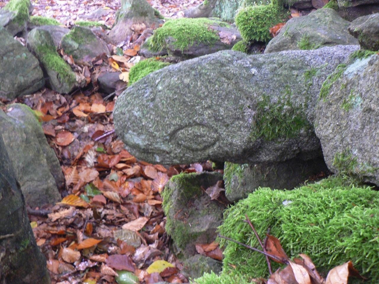 Guarda, víbora de pedra