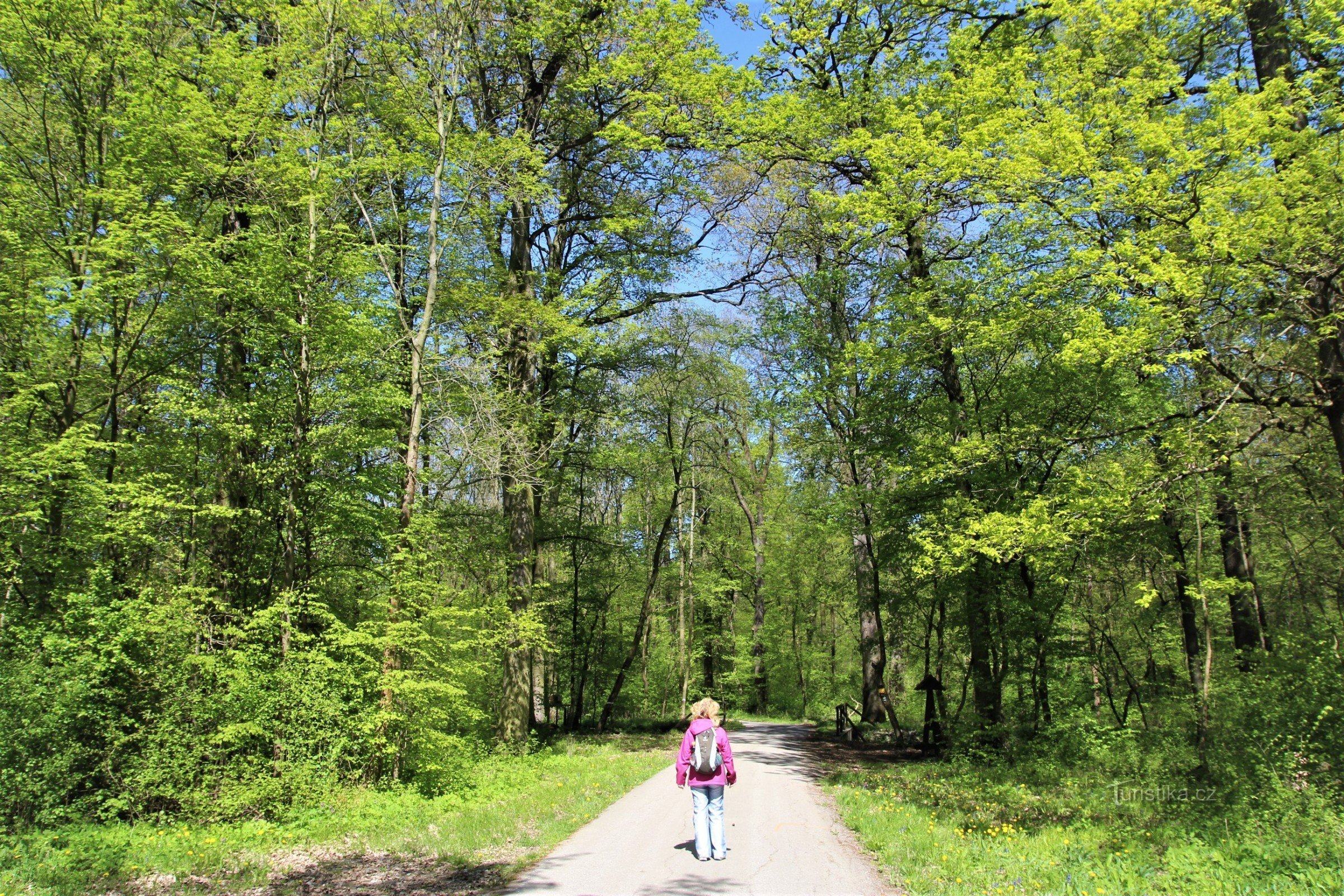 A road runs through the center of the park, along which a green-marked pedestrian route, cycle track