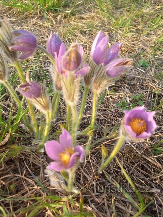 En primavera, la cantera de Strejček está llena de flores de aciano.