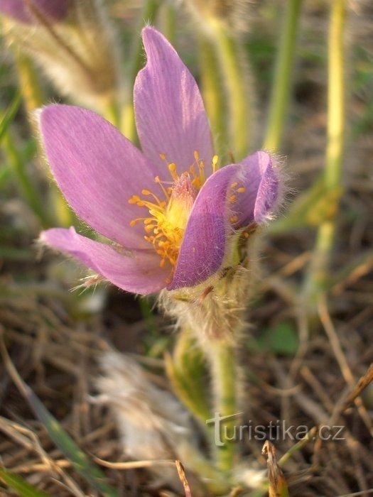 En primavera, la cantera de Strejček está llena de flores de aciano.