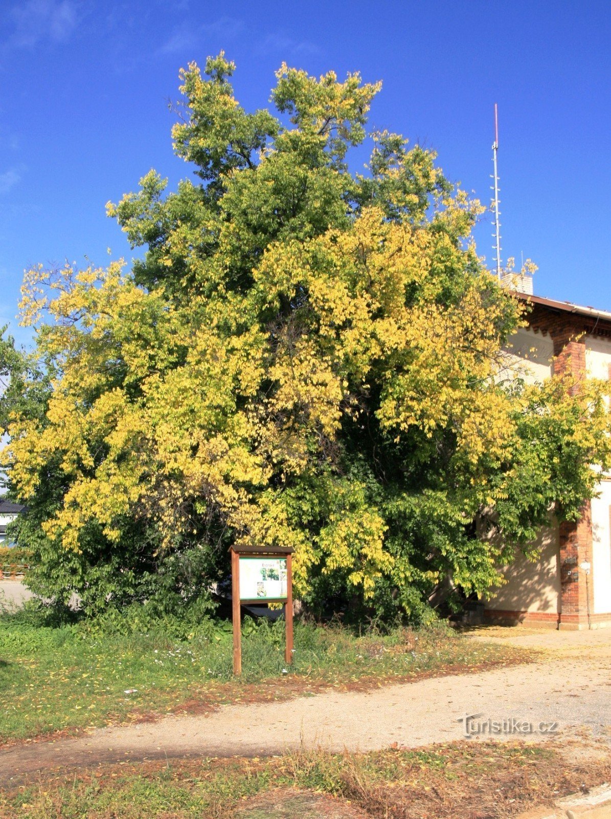 Střelice - wiąz przy stacji