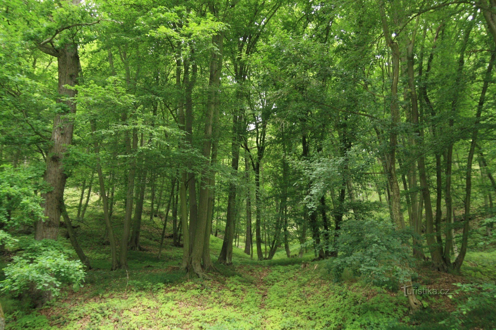 Bosque Střelický - un monumento natural