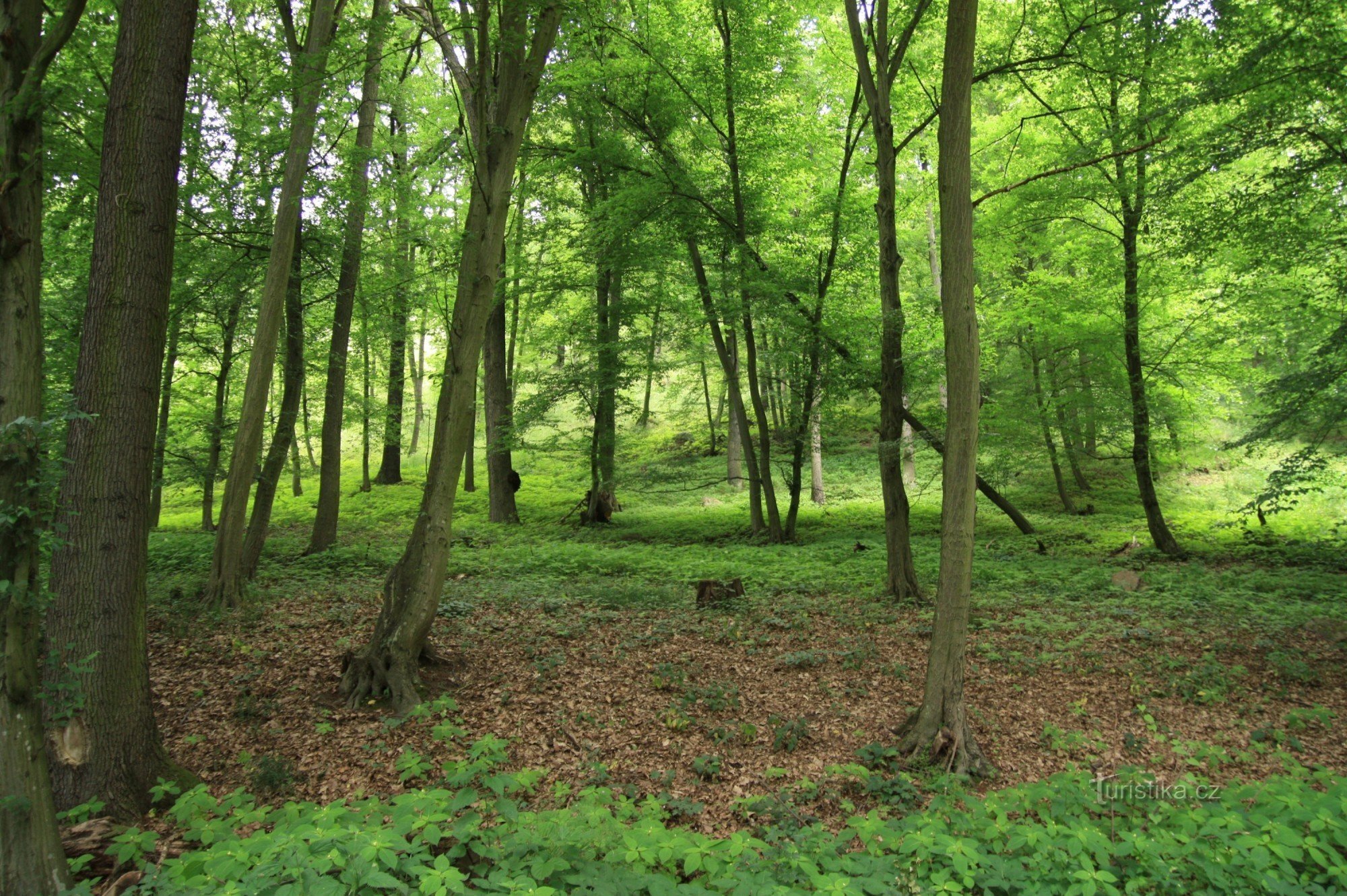 Стрелицкий лес - памятник природы