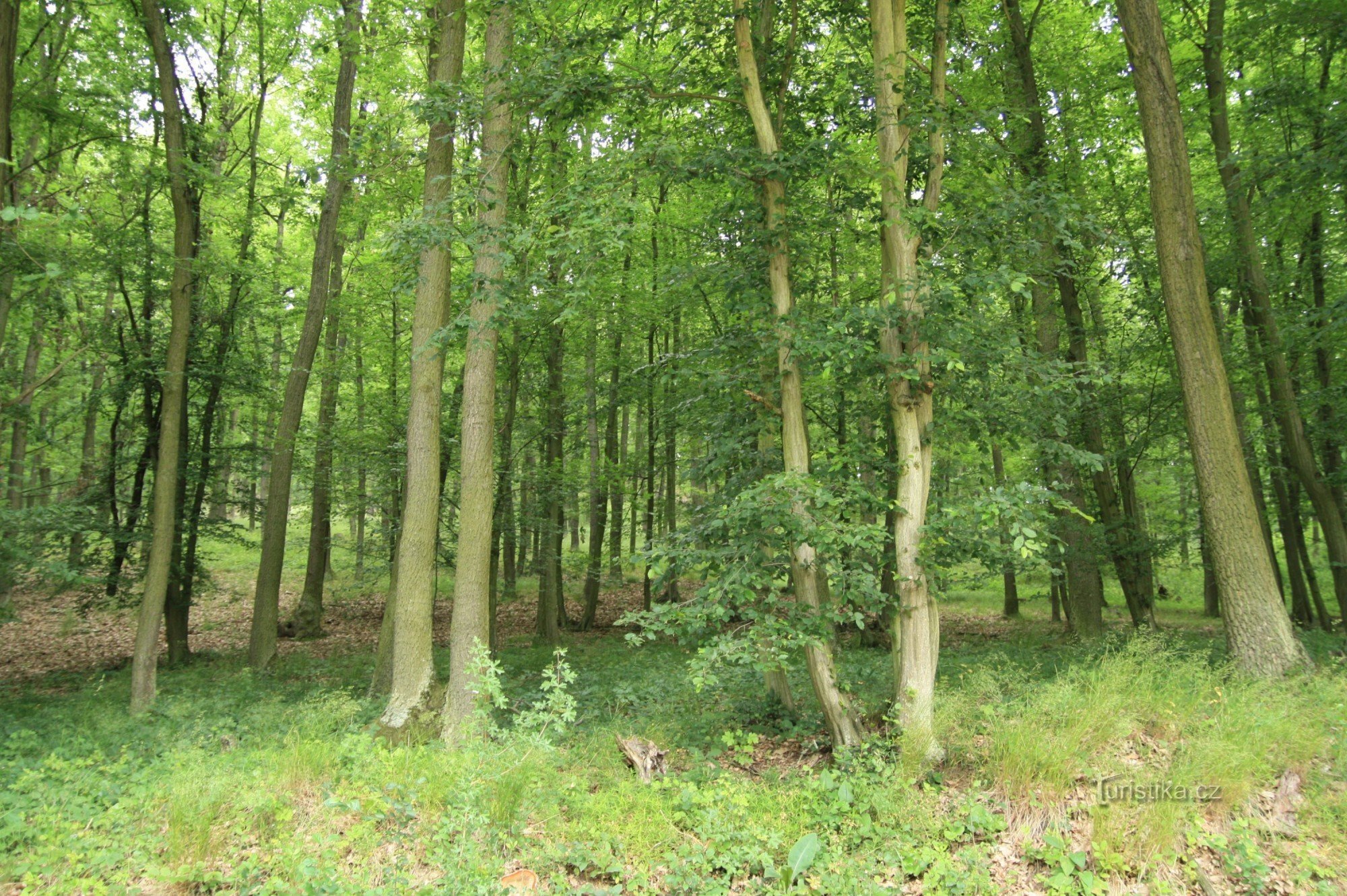 Стрелицкий лес - памятник природы