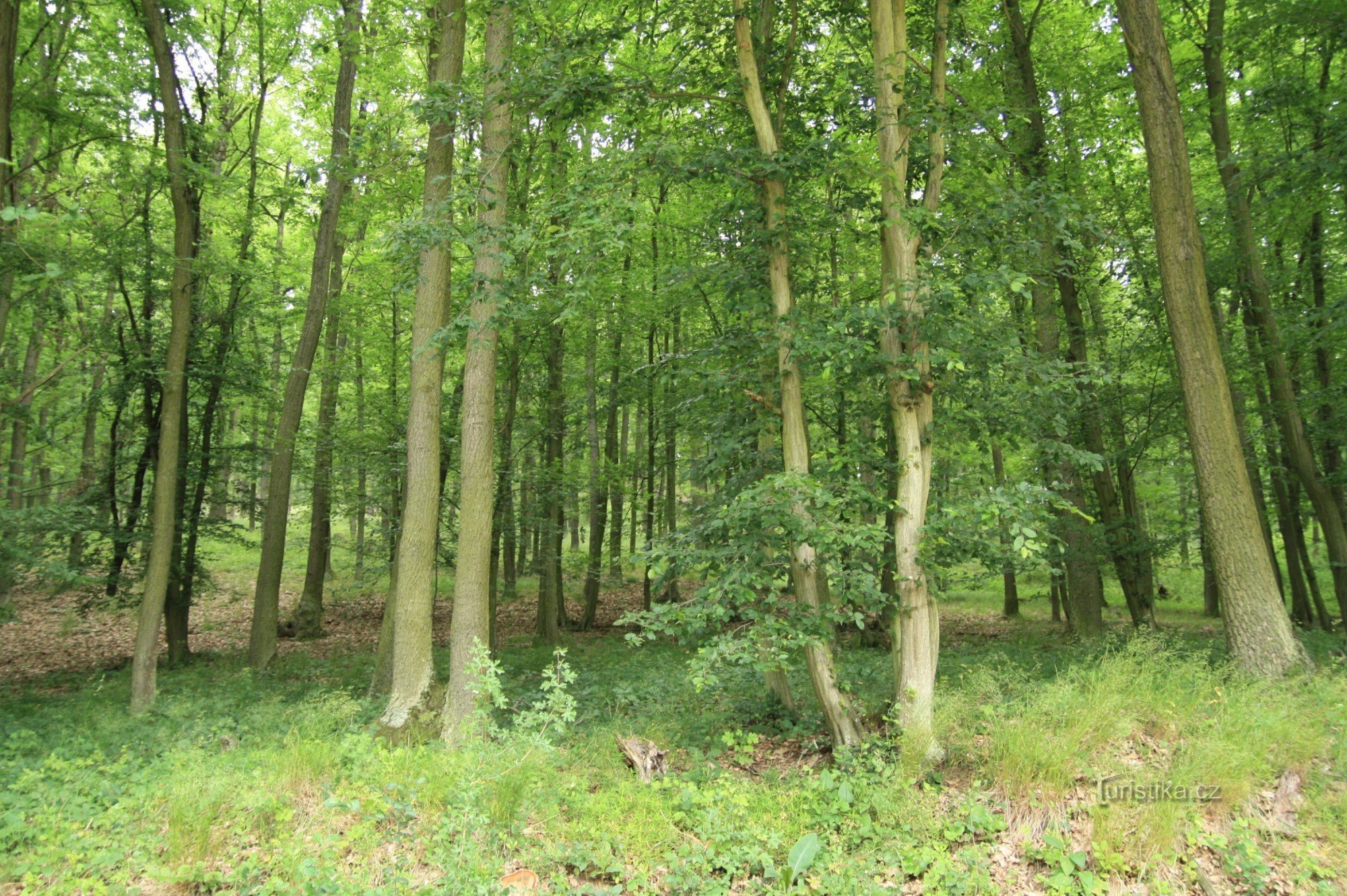 Střelický forest - a natural monument