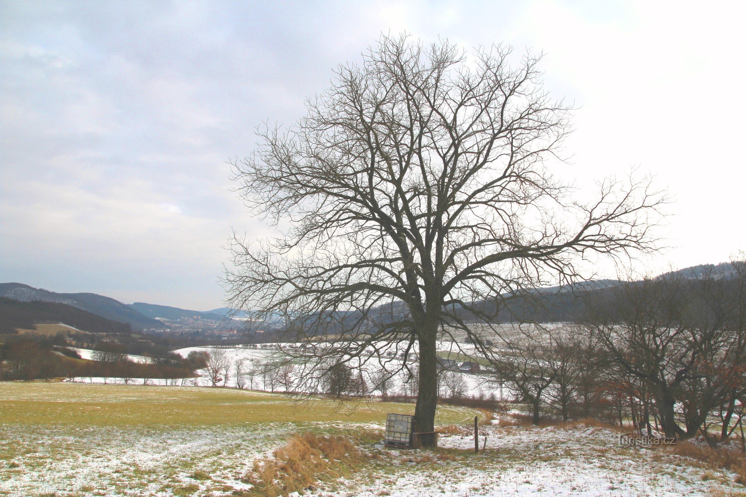 Stremchoví - czarny orzech