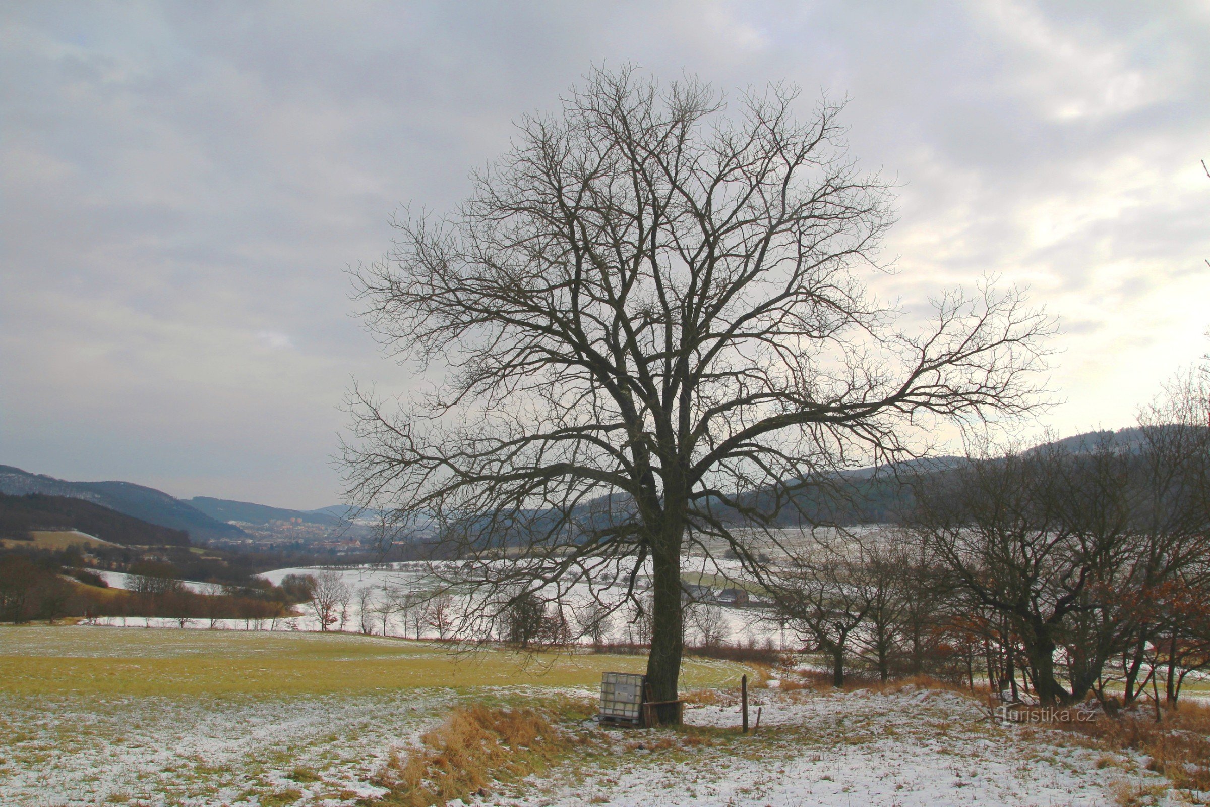 Stremchoví - black walnut