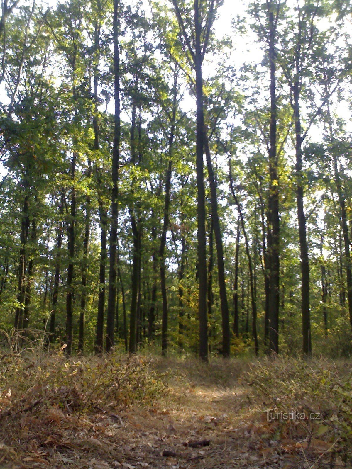 Foresta di Stříbrnice