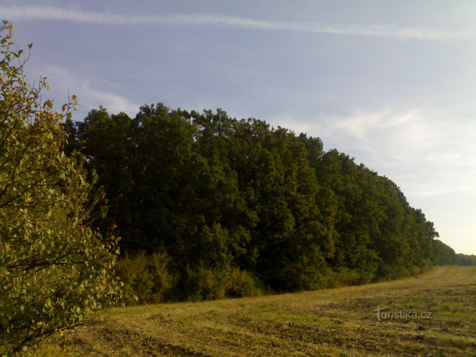 Stříbrnice skov