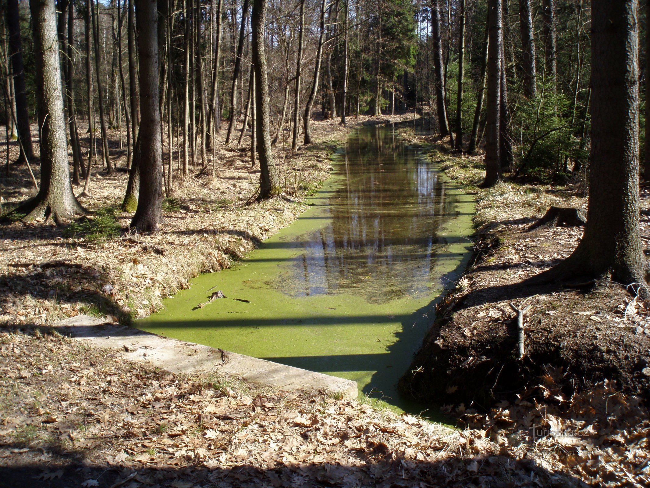 Srebrni potok (Nový Hradec Králové)