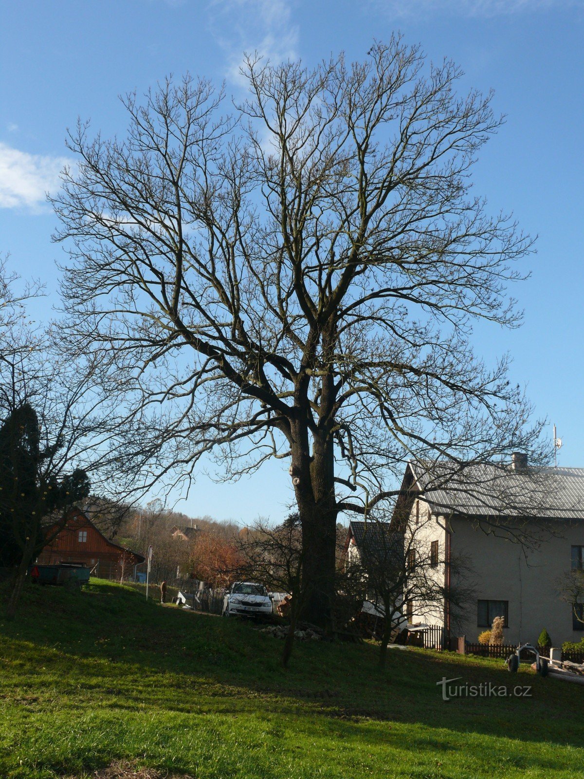 Strítež ash tree