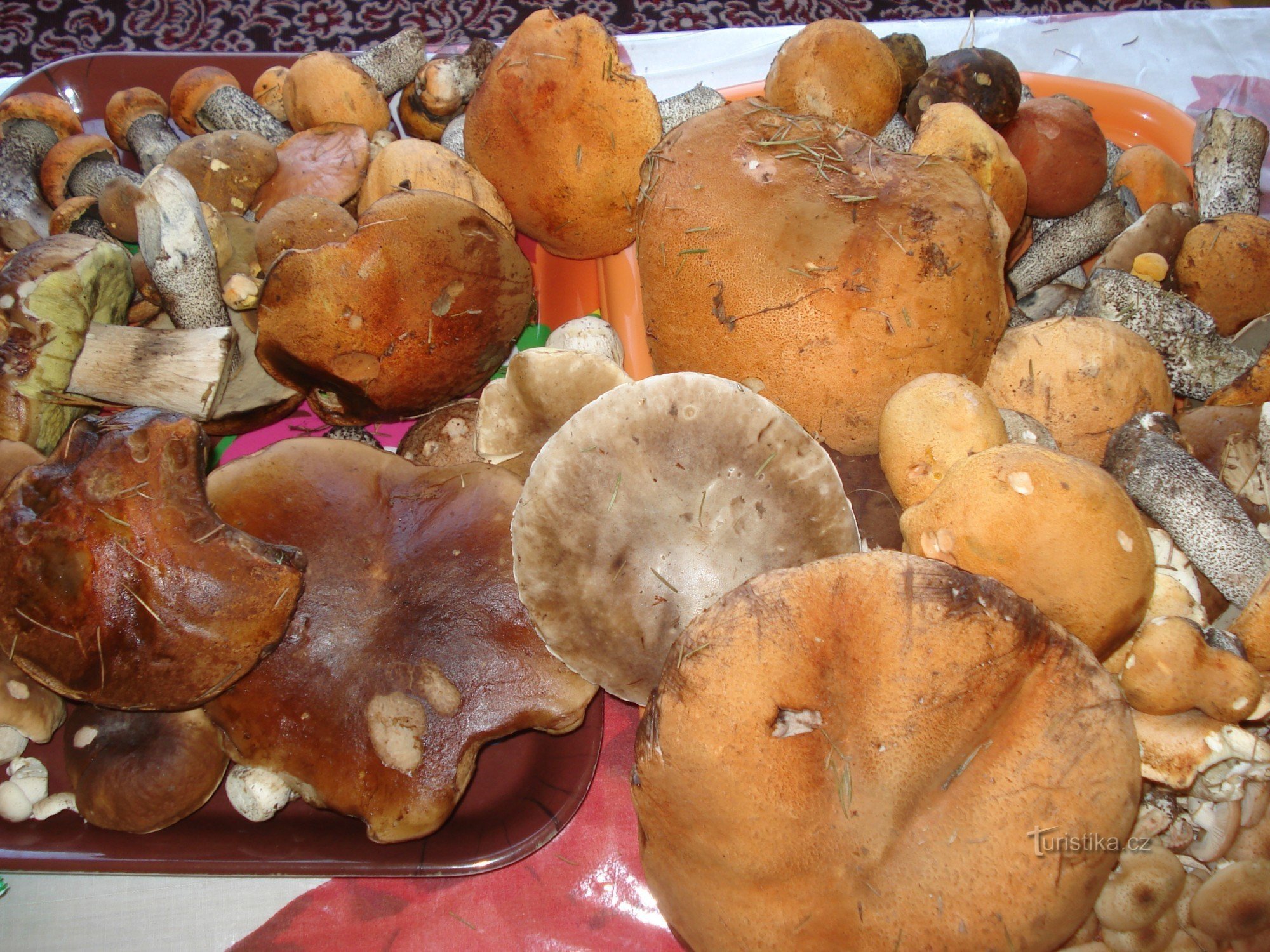 Střížovice - houby