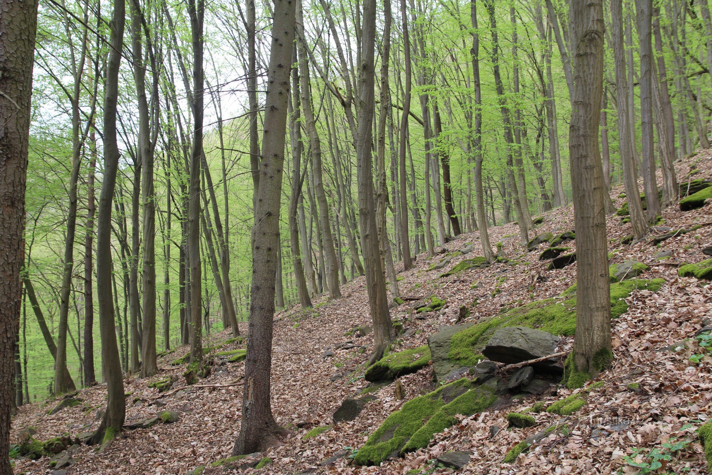 Encostas rochosas íngremes da reserva