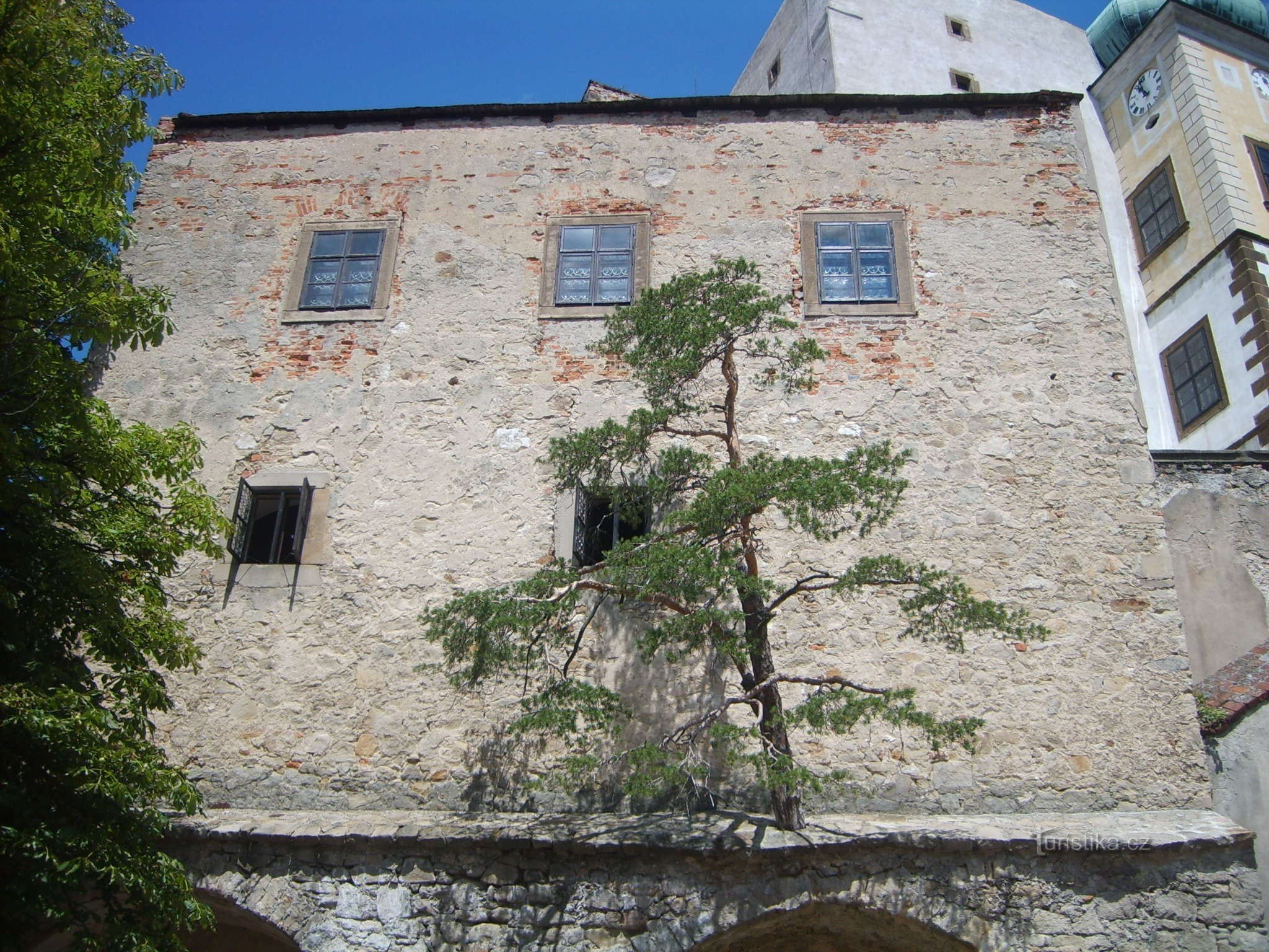 Baum und Wand