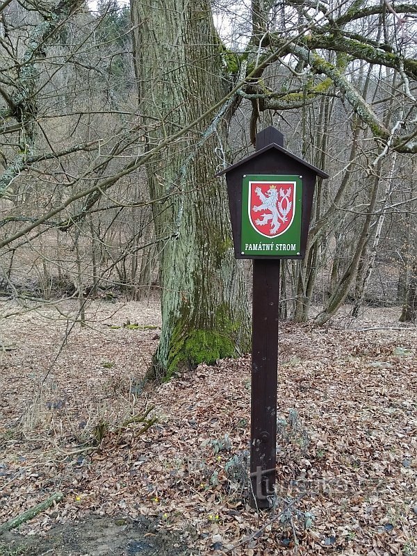 L'arbre est étiqueté à titre d'exemple