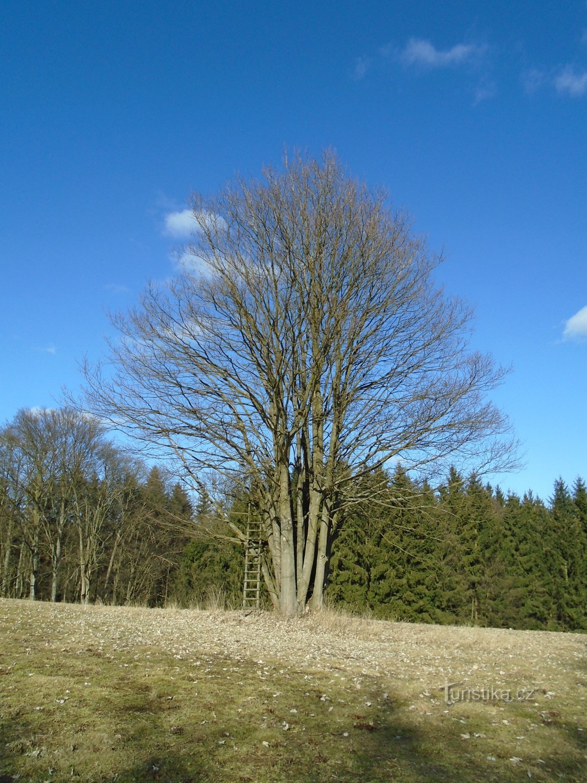 Strom nad Rokli (Slatina nad Úpou)