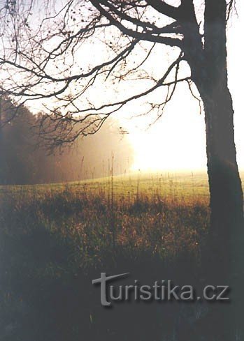 Un albero sopra il villaggio