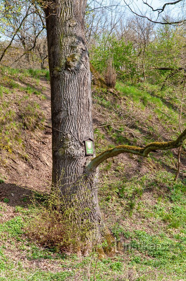 Ett träd lite lägre nedför sluttningen
