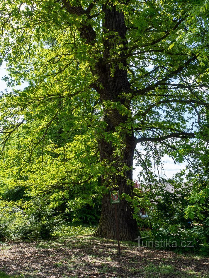 A tree of regular growth