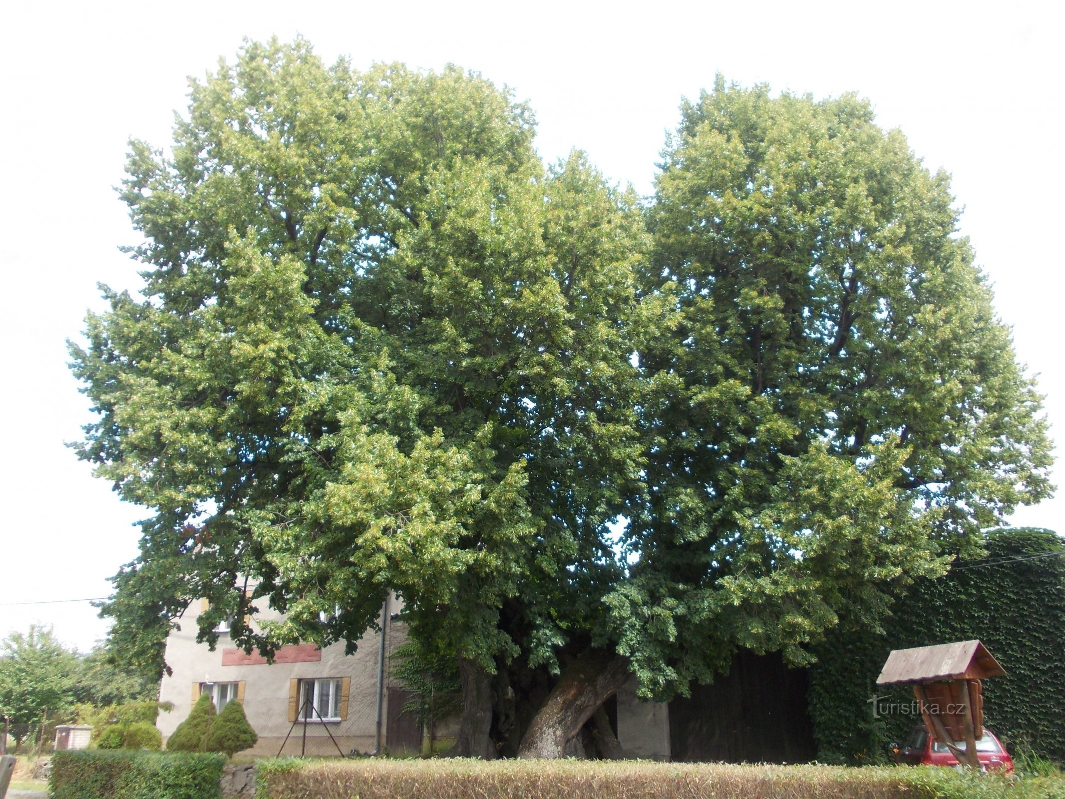 un árbol con dos copas