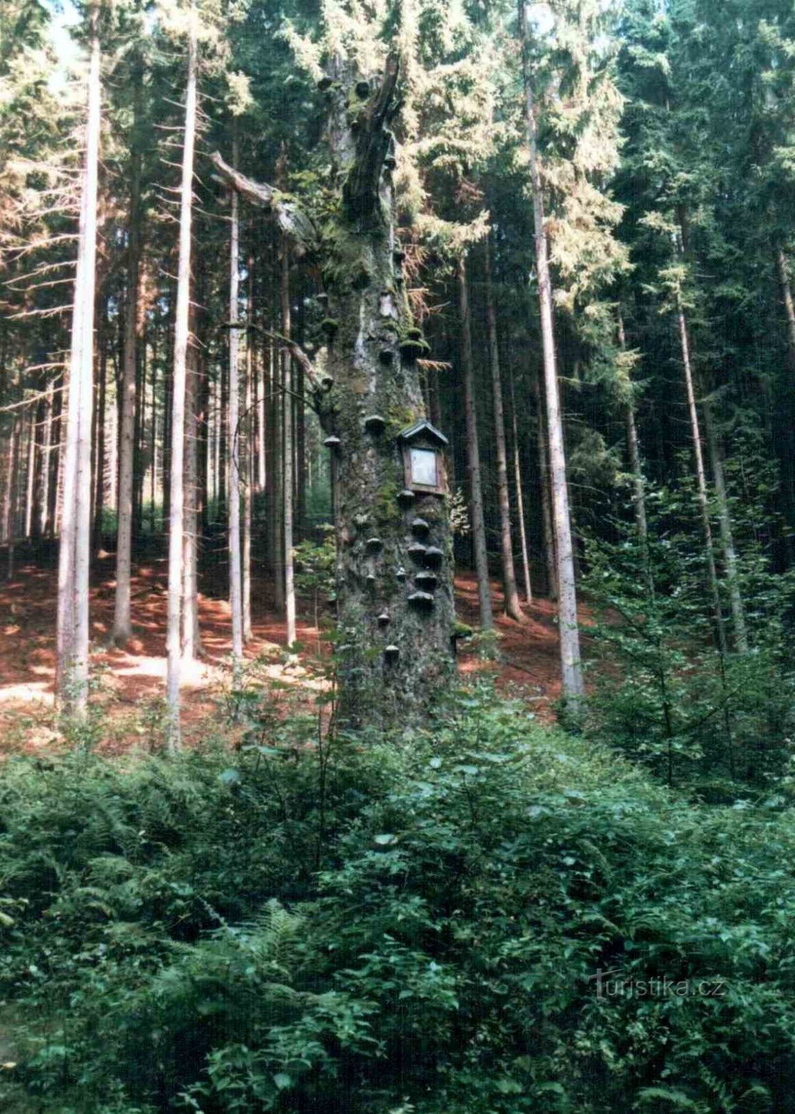 un árbol con una imagen