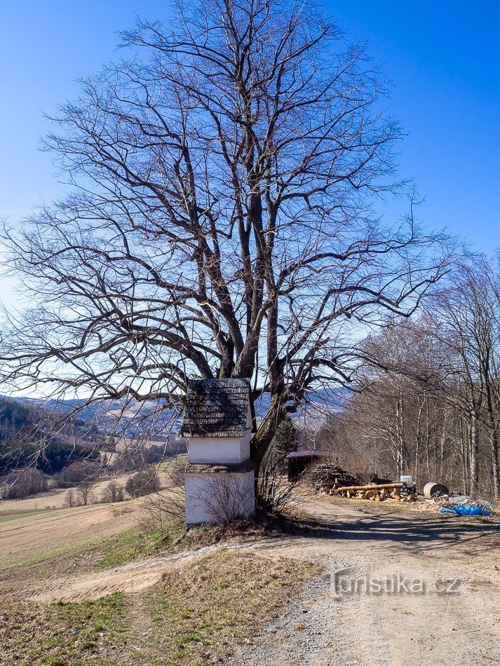 Ein Baum mit symmetrischem Wuchs