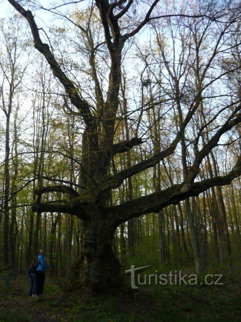 Un árbol de deseos cumplidos