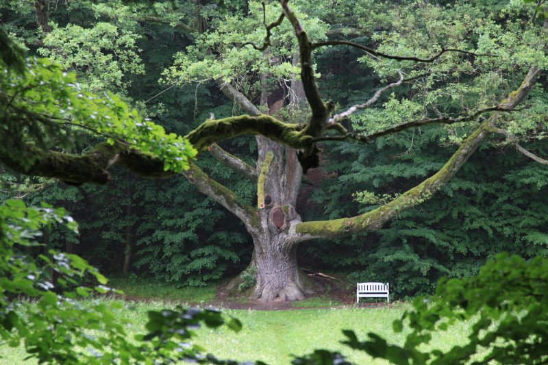 Arbre des invités de mariage