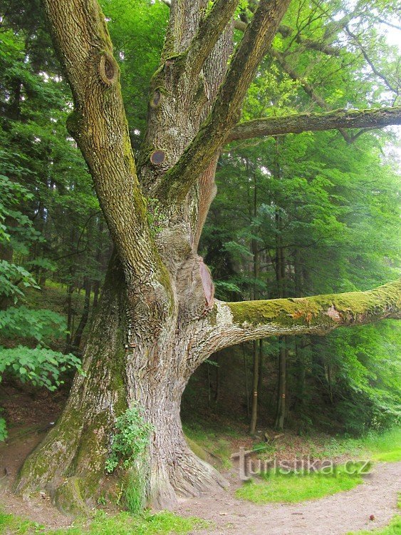 Arborele de nuntă - Terezina údolí