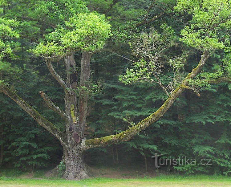 Wedding tree - Terezina údolí