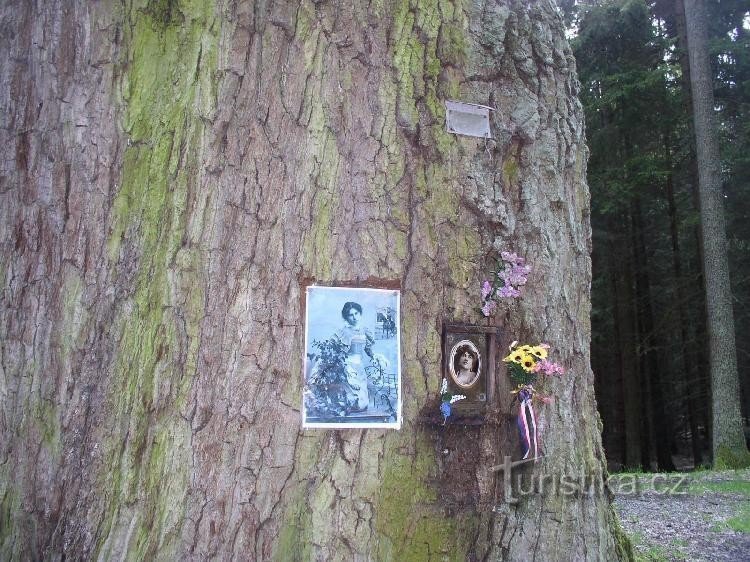 Дерево біля пам'ятника