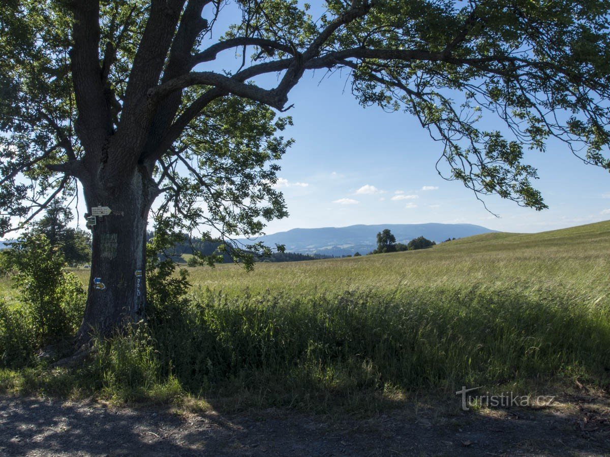 Un árbol en la encrucijada