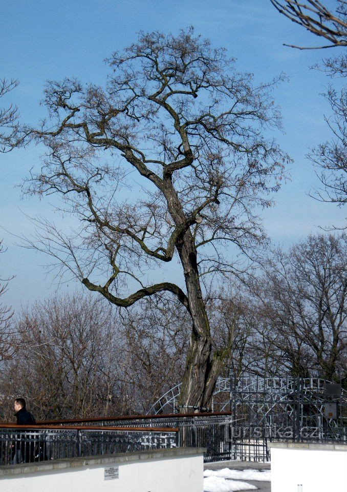 boom in het kasteelpark