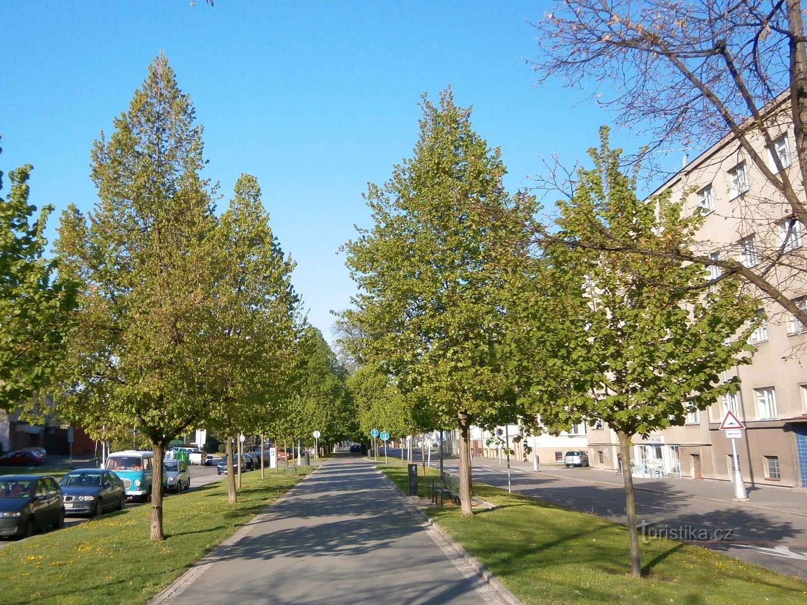 Stromořadí Lipky (Hradec Králové, 20.4.2014)