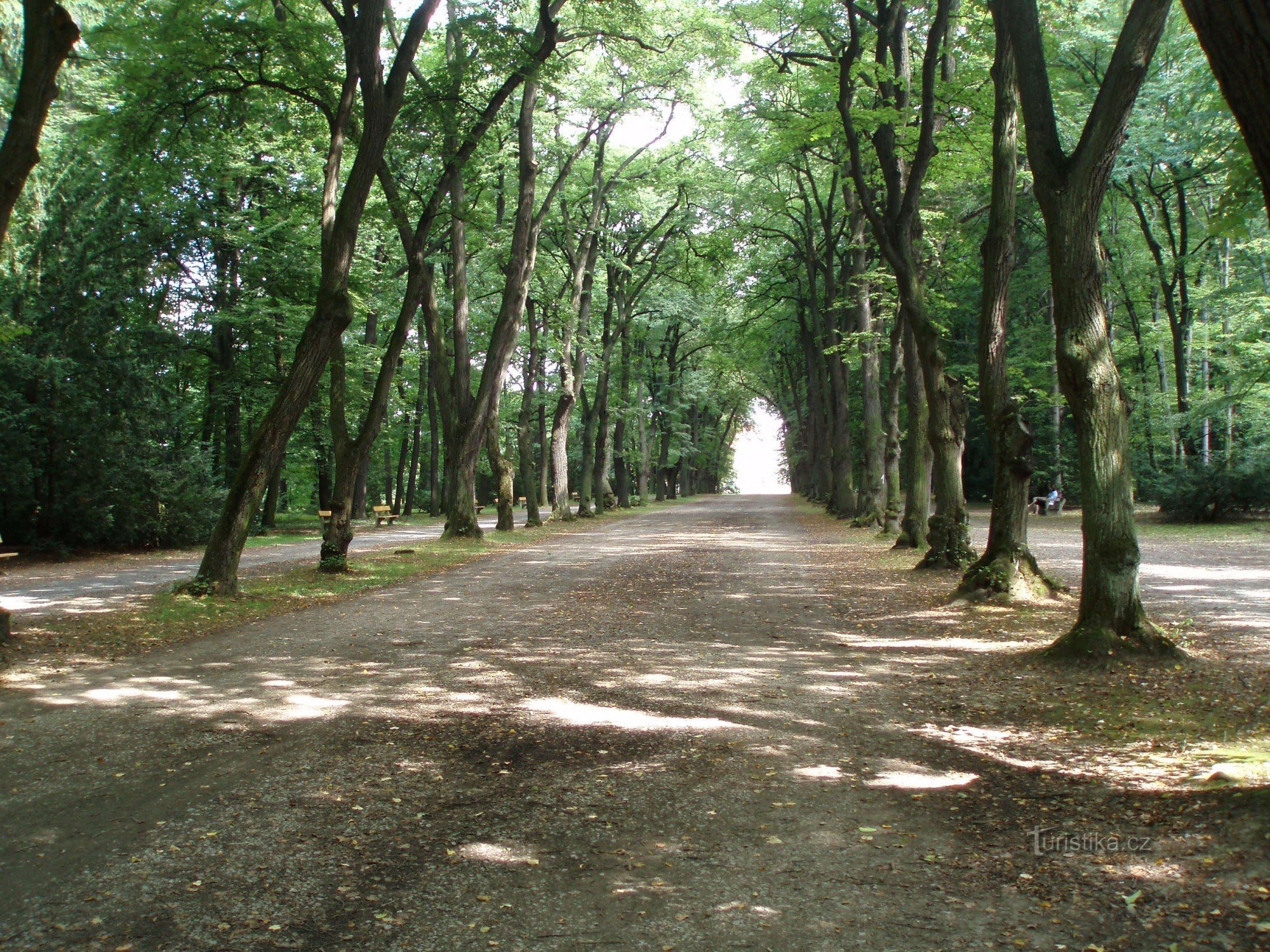 Ordine degli alberi dal cancello di Īboca