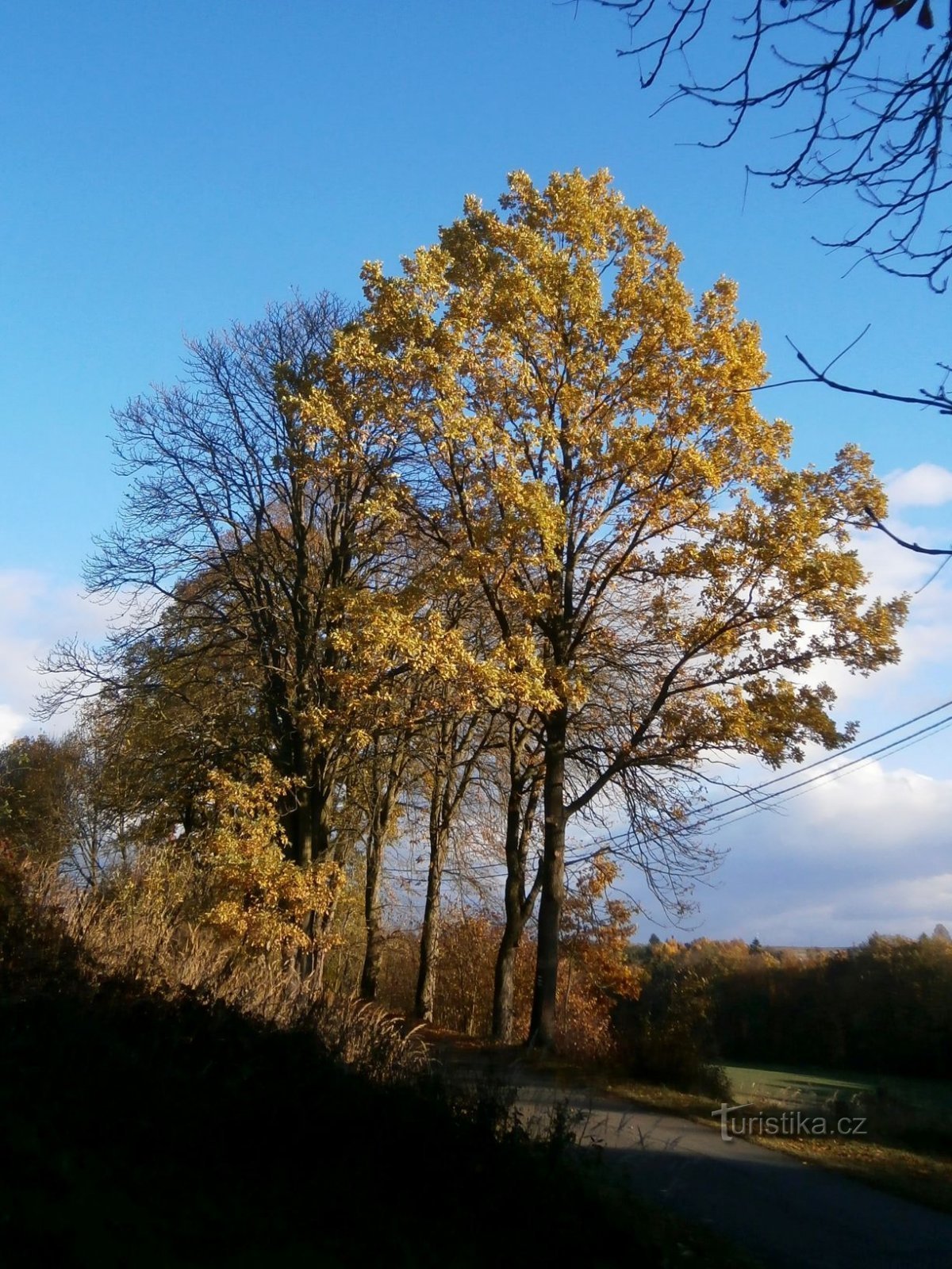 Baumreihe auf dem Weg nach Boušín (Slatina nad Úpou, 3.11.2016)