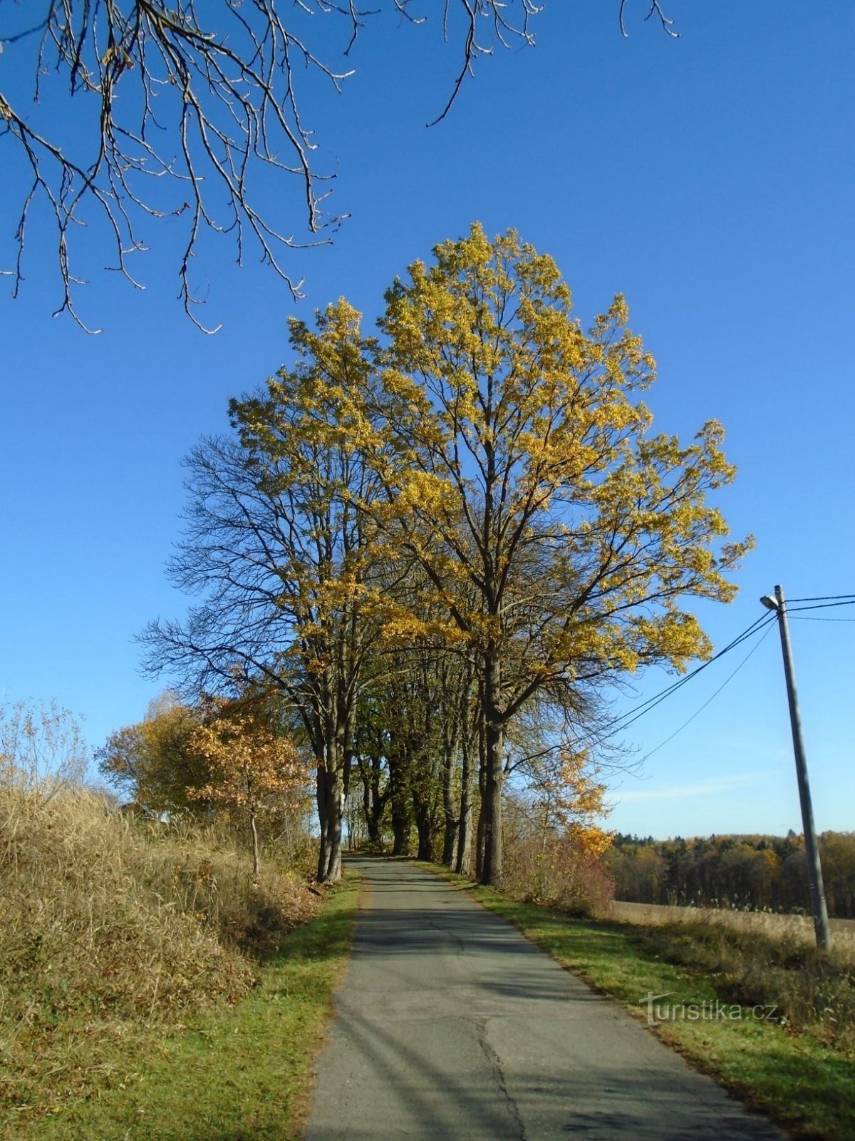 Ligne d'arbres sur le chemin de Boušín (Slatina nad Úpou, 31.10.2018/XNUMX/XNUMX)
