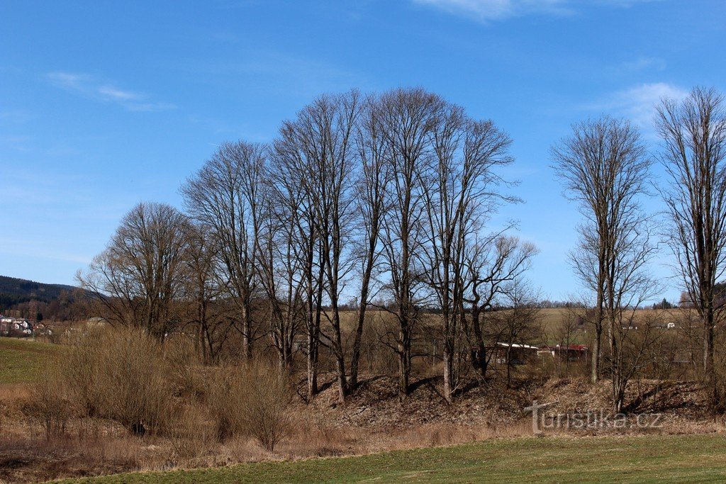 Bomen aan de oever van de Žikovského-vijver