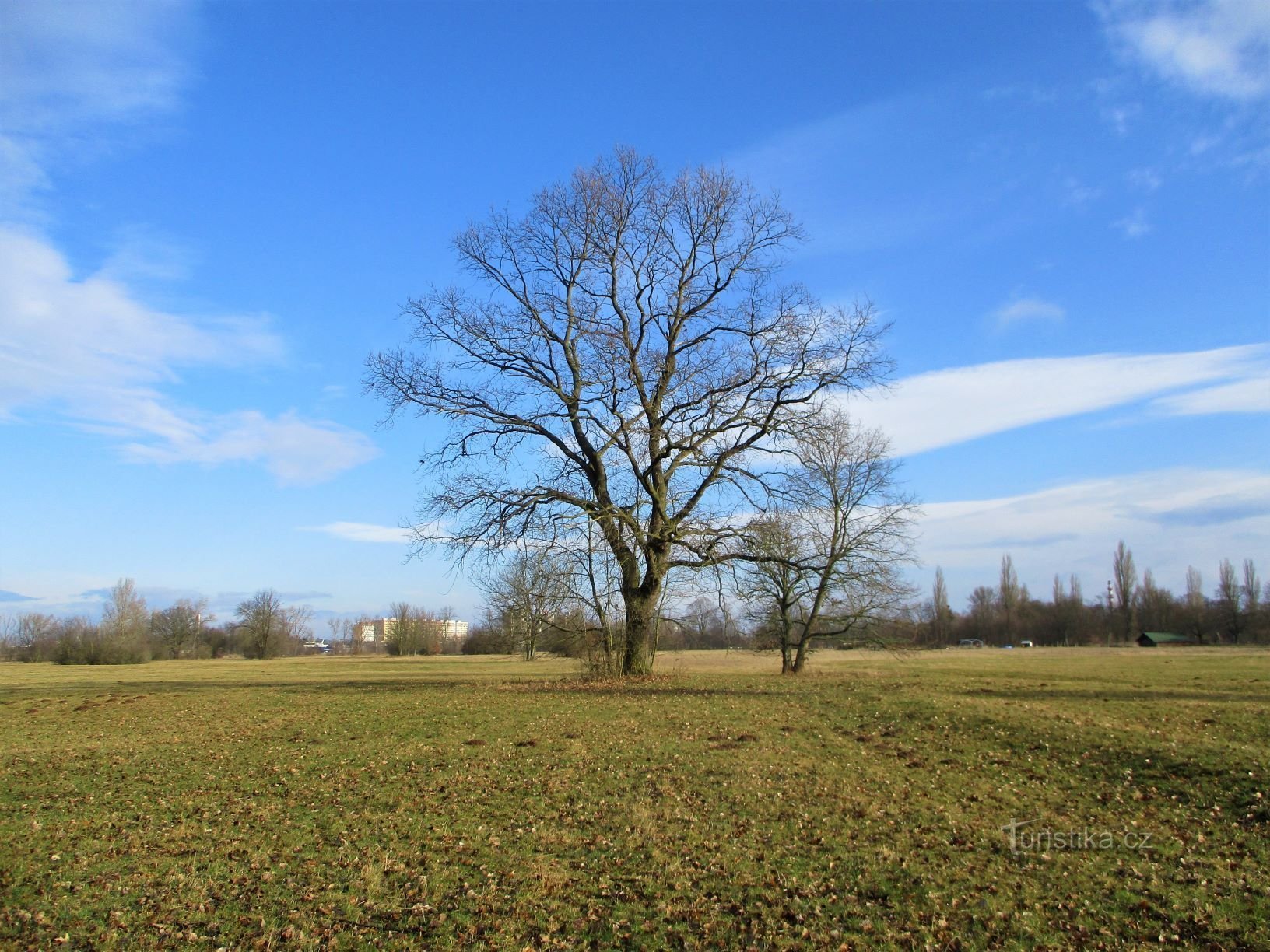 Bomen bij Vlasačka (Hradec Králové, 28.2.2020 november XNUMX)