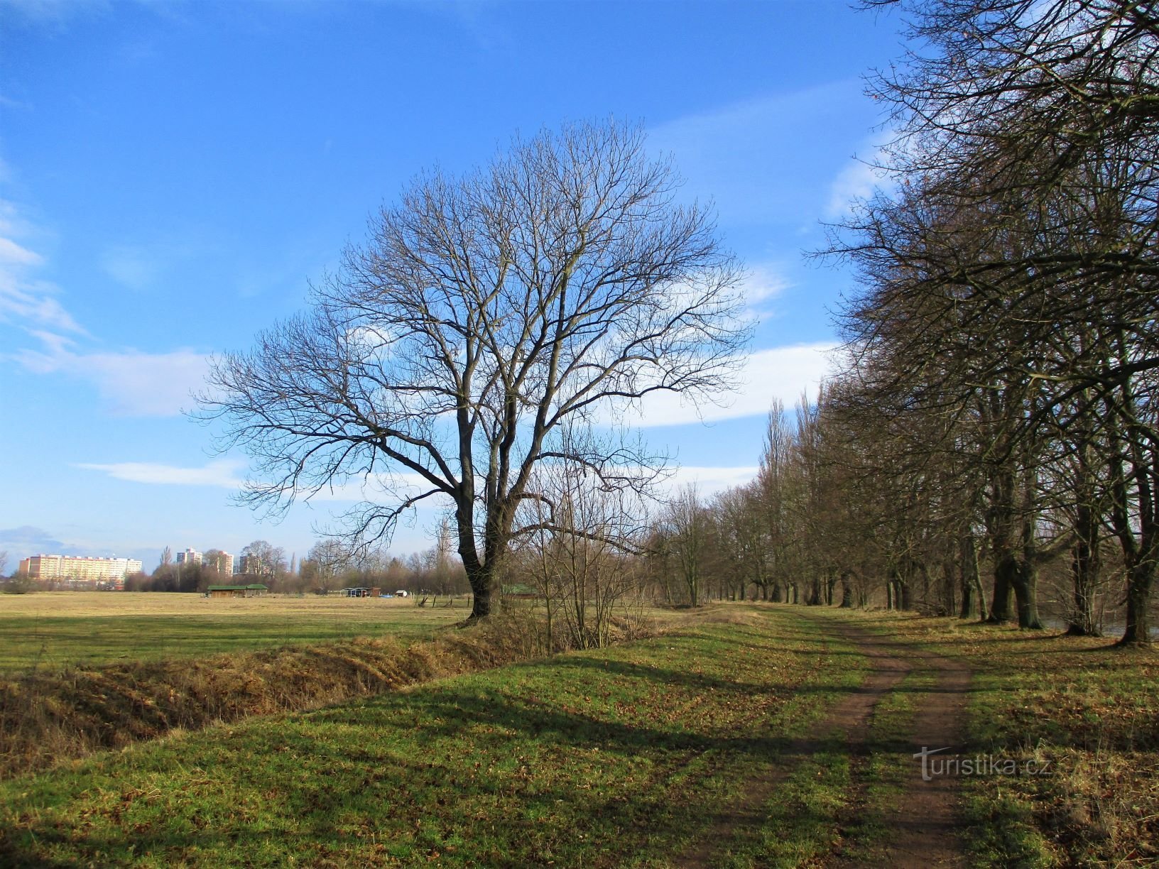 Træer nær Vlasačka (Hradec Králové, 28.2.2020. november XNUMX)