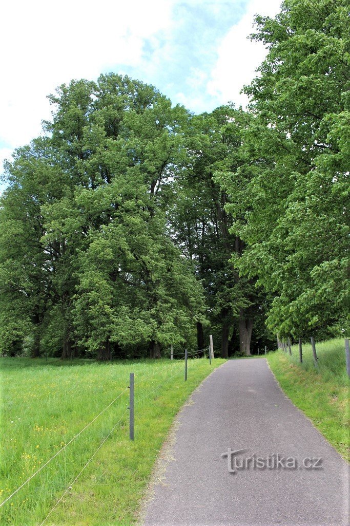 Træer omkring målet