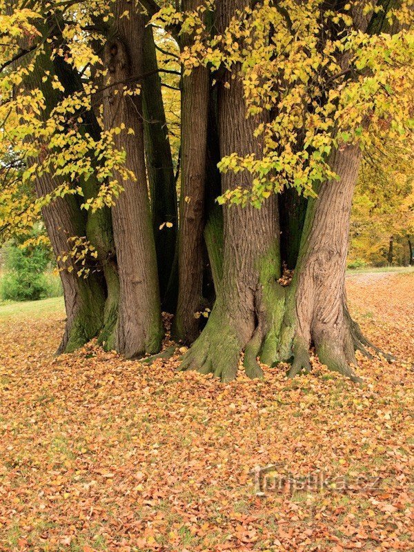 Árboles en el parque del castillo