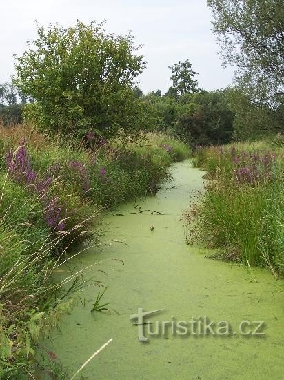 Injekteringsbruk: Grönt galler nära skylten Pustějov - damm