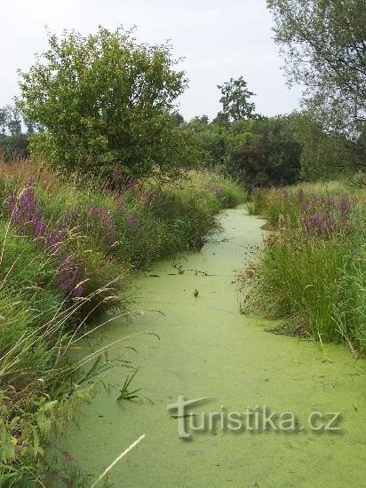 Grout: Groen rooster bij de wegwijzer Pustějov - vijver