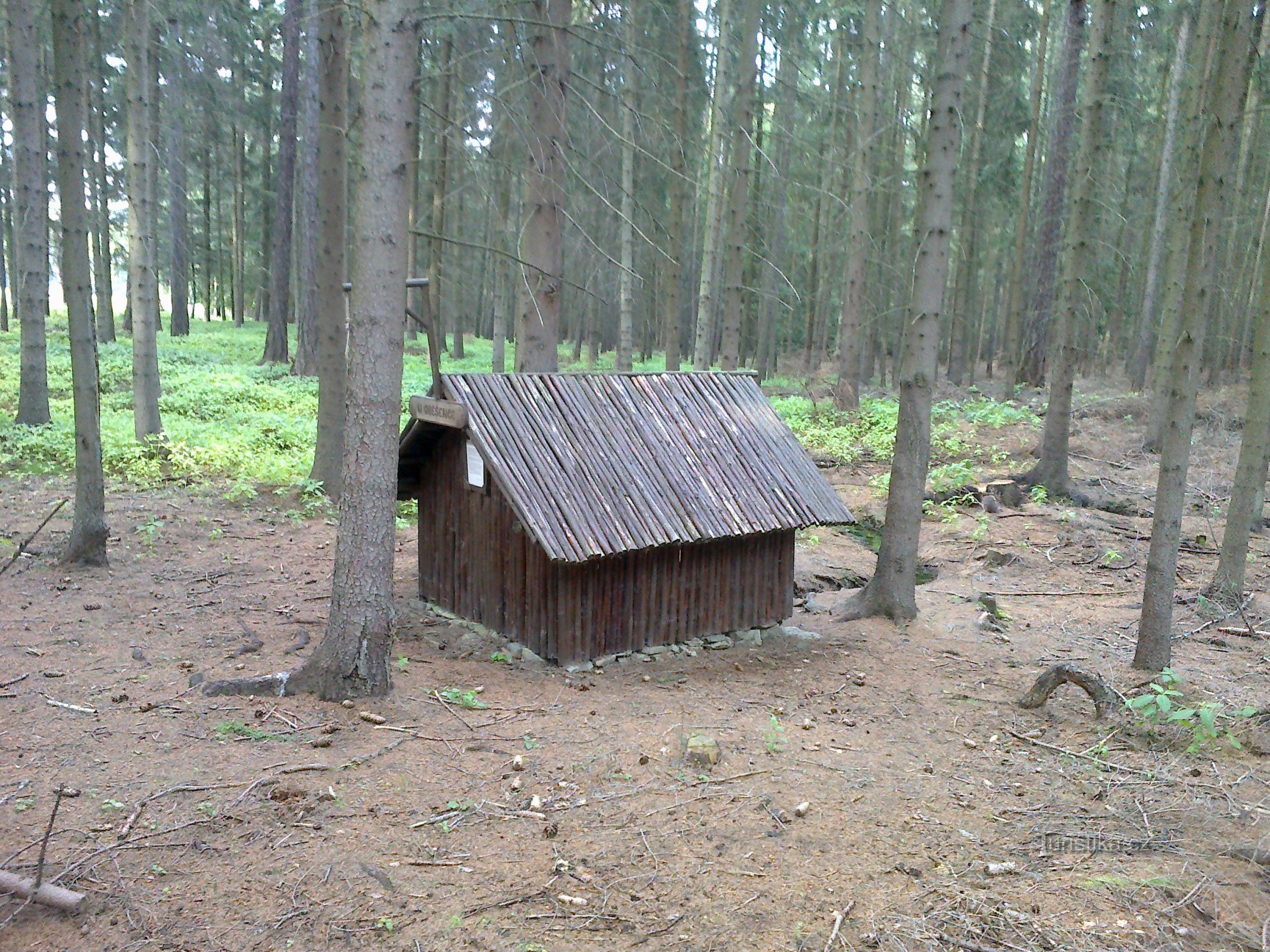 El pozo está en un bosque de abetos.