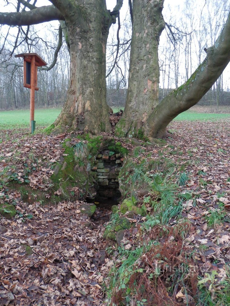 Ein Brunnen unter alten Bäumen