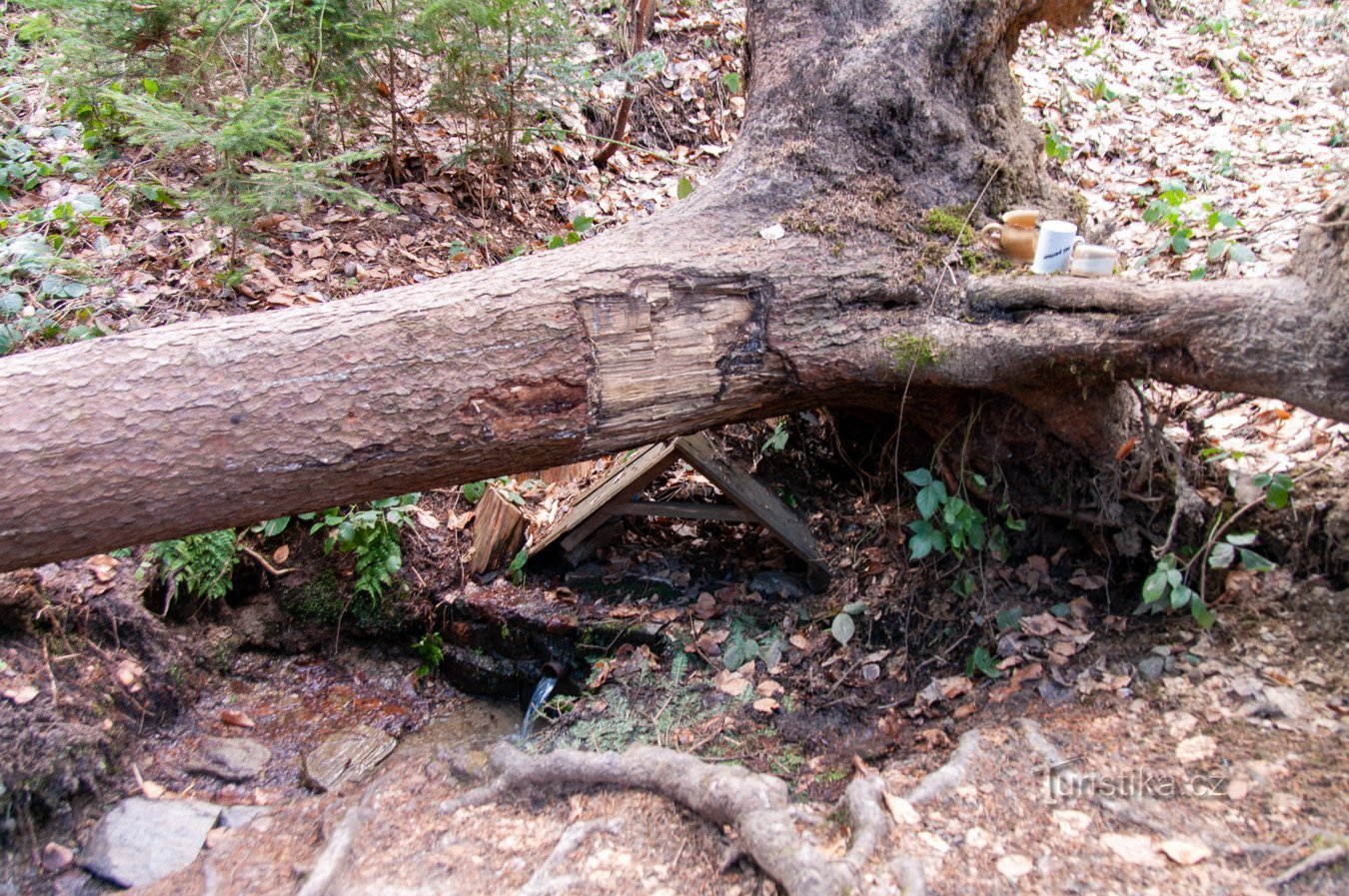 A well under a fallen spruce