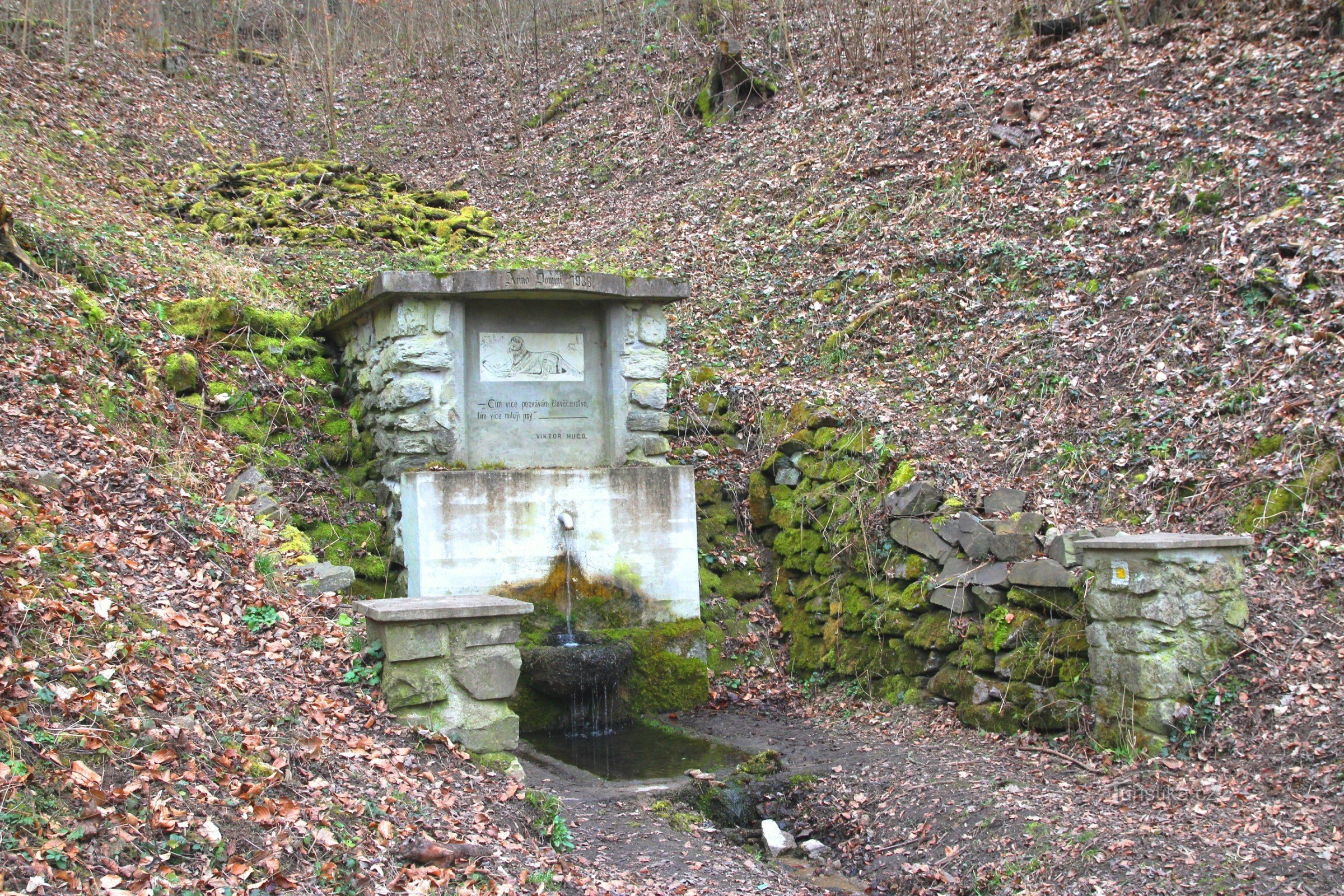 The dog's well