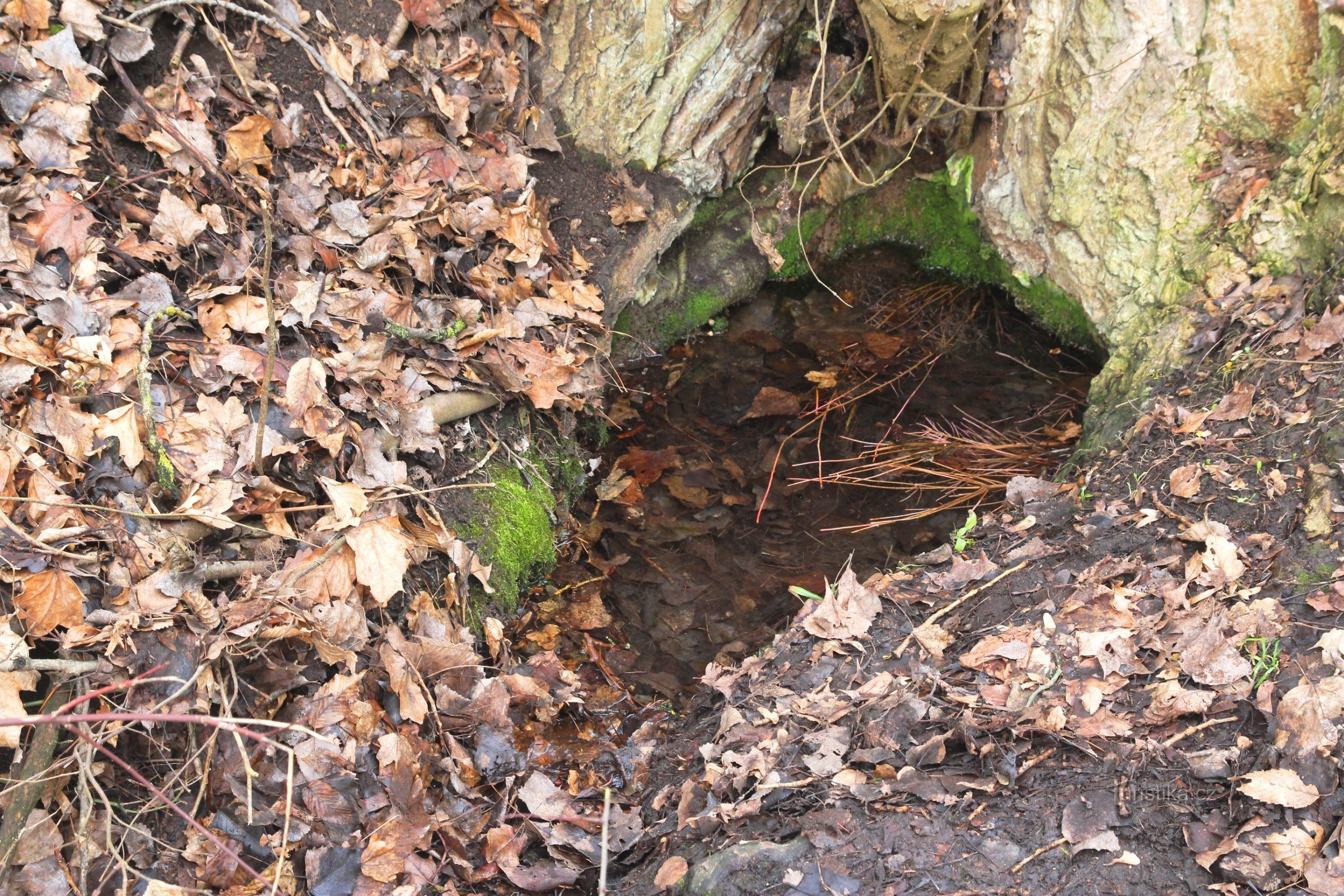 The spring springs directly from under the roots of a massive poplar