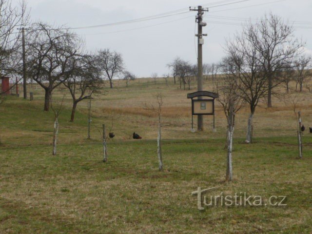 Suchánek's glades